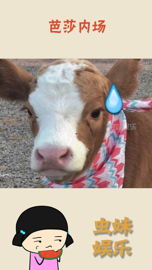 娱乐吃瓜酱猪猪侠,吃瓜酱带你领略猪猪侠的趣味人生