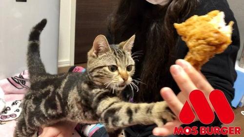 娱乐吃瓜小猫咪视频大全,盘点全网最火的吃瓜小猫咪视频合集